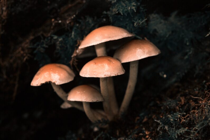 Can I take mushroom supplements long term?